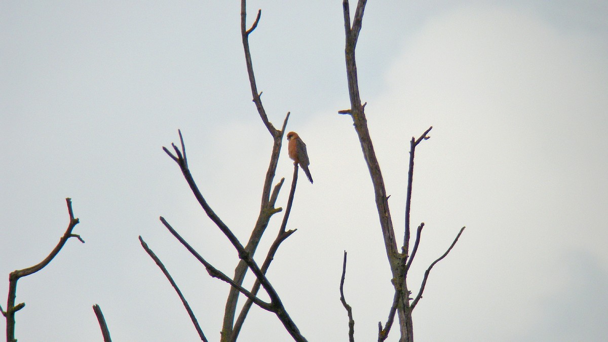 Aladoğan - ML646805296