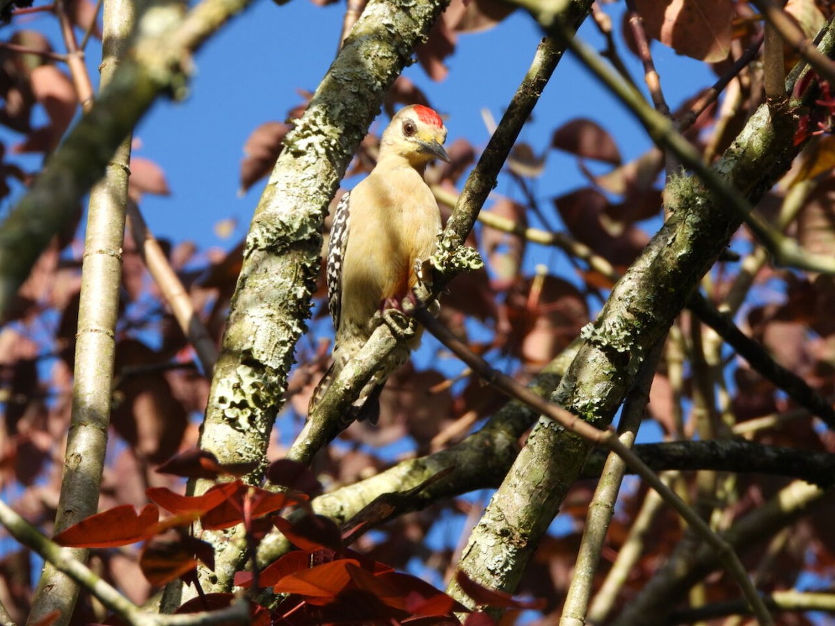 rødkronespett - ML646805297
