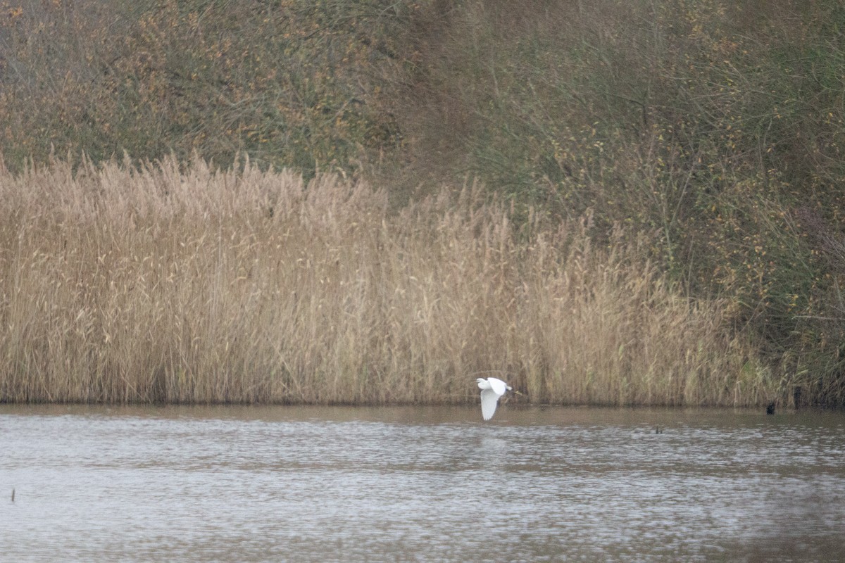 silkehegre - ML646805298