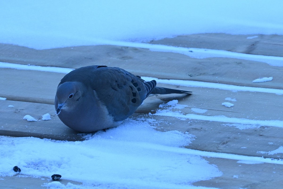 תורית אמריקנית - ML646805299