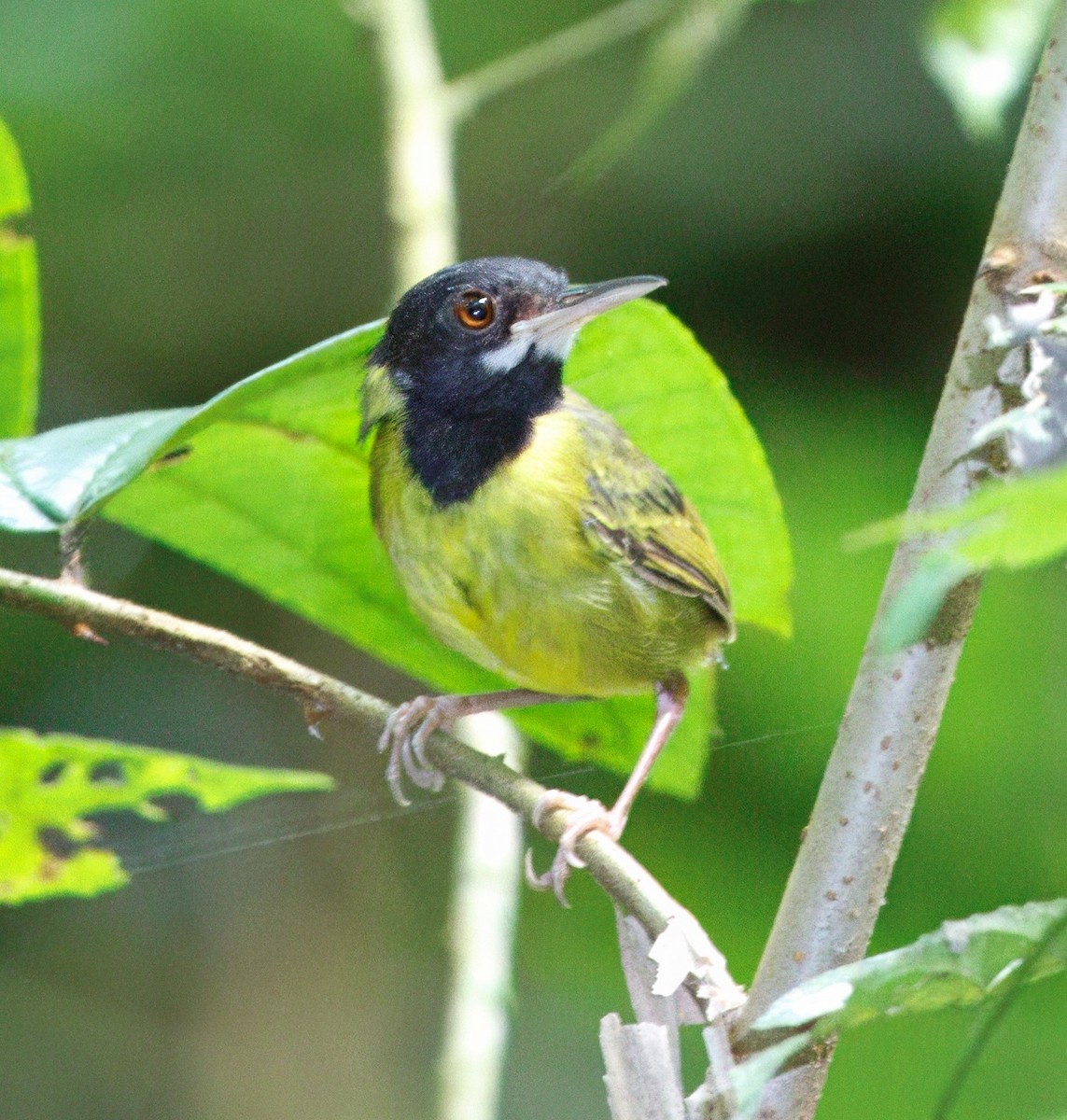 Yellow-breasted Tailorbird - ML646805302