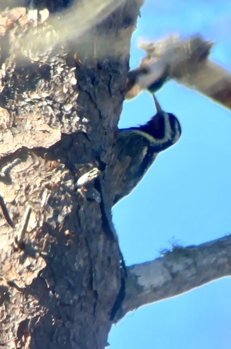 Yellow-bellied Sapsucker - ML646805303