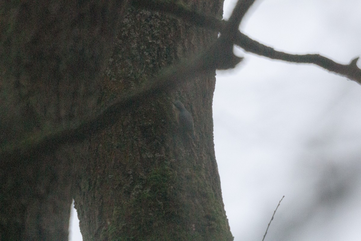 spettmeis - ML646805304