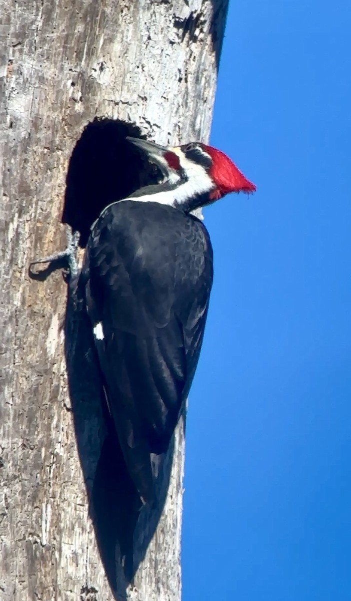 Pileated Woodpecker - ML646805306