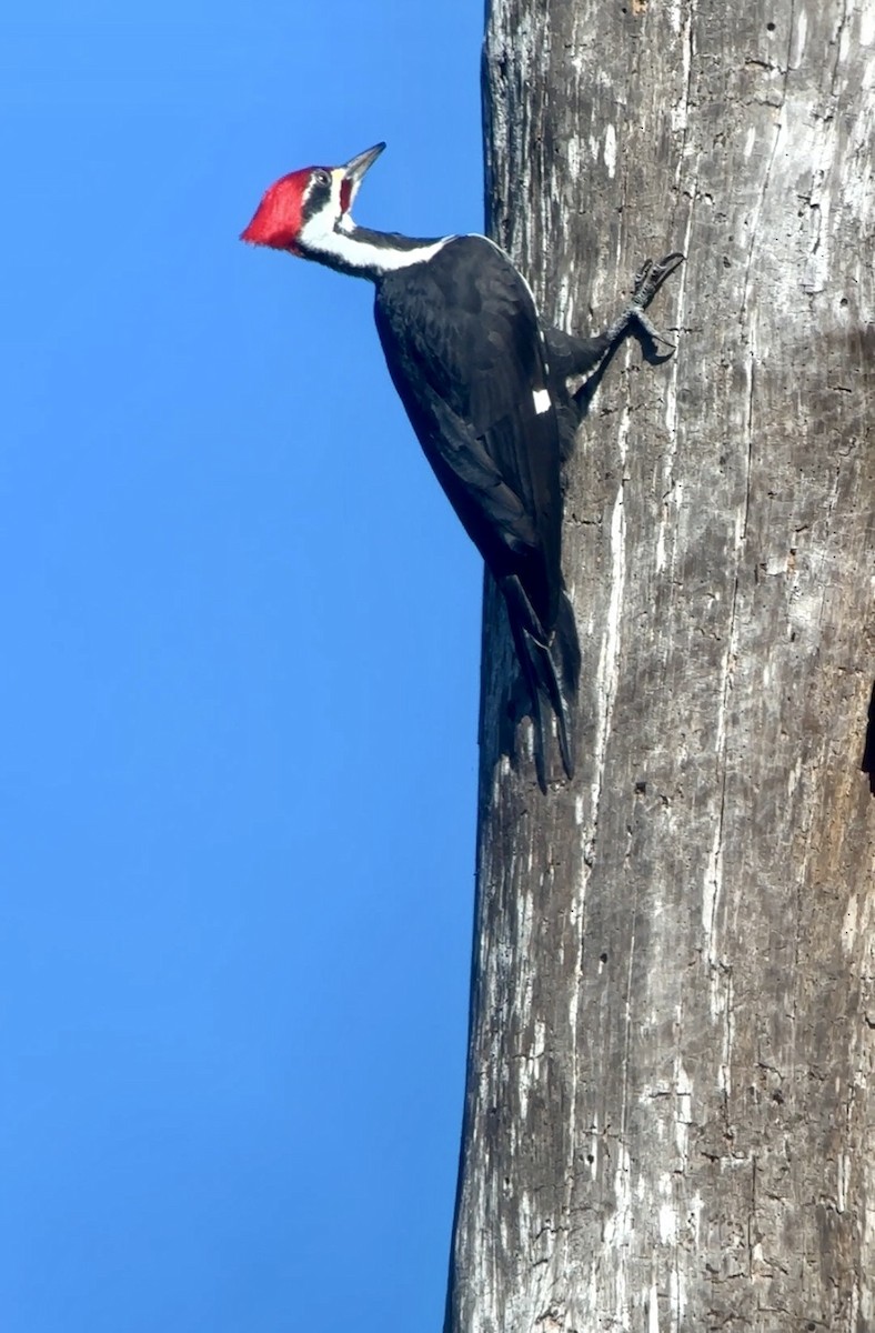 Pileated Woodpecker - ML646805308