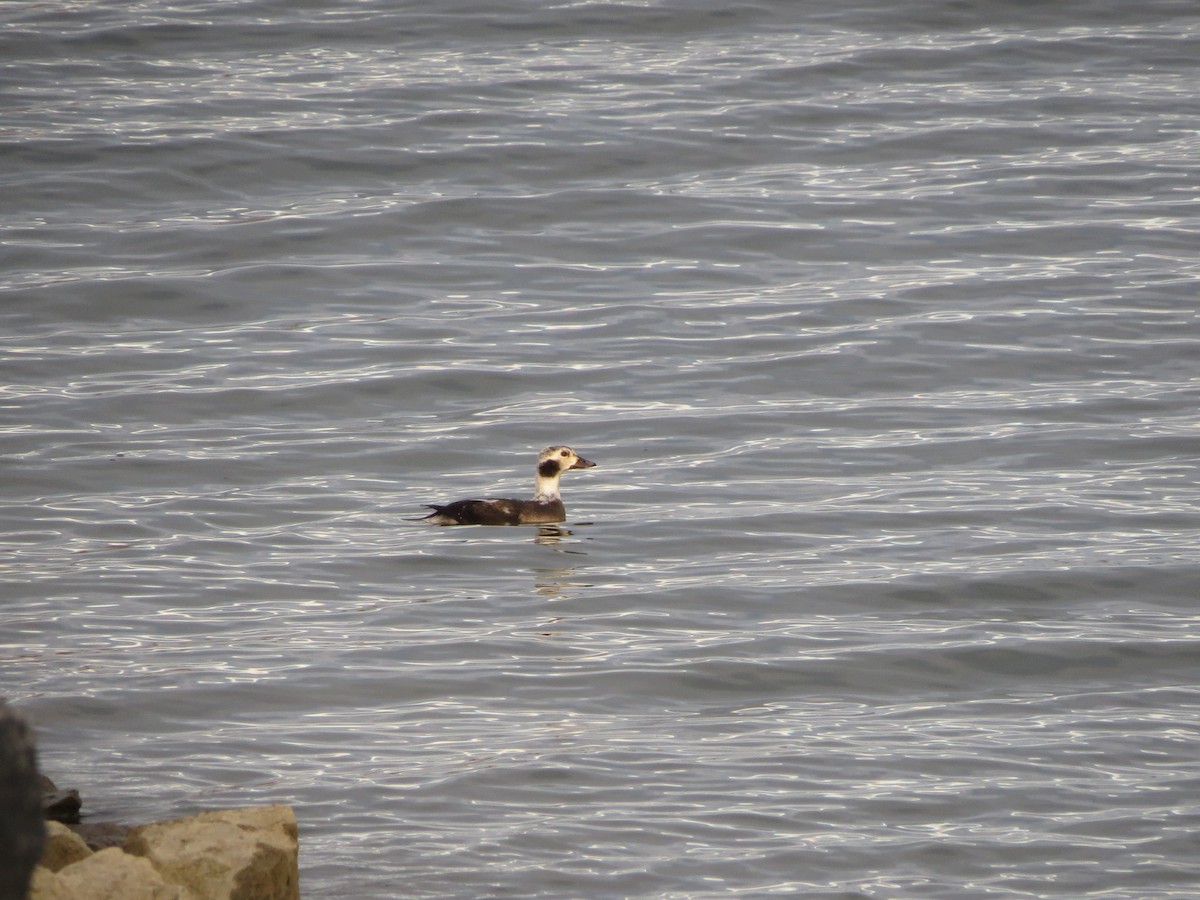 Pato Havelda - ML646805309