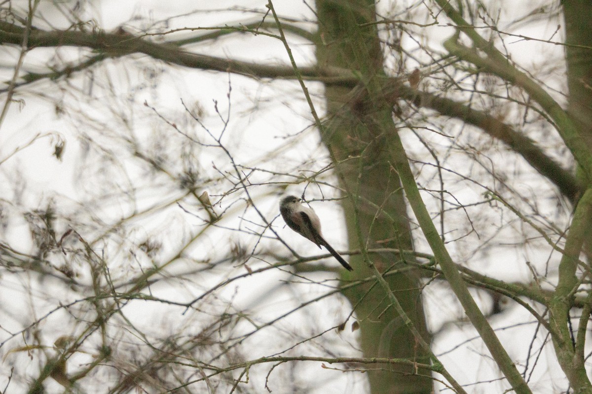 Long-tailed Tit - ML646805310