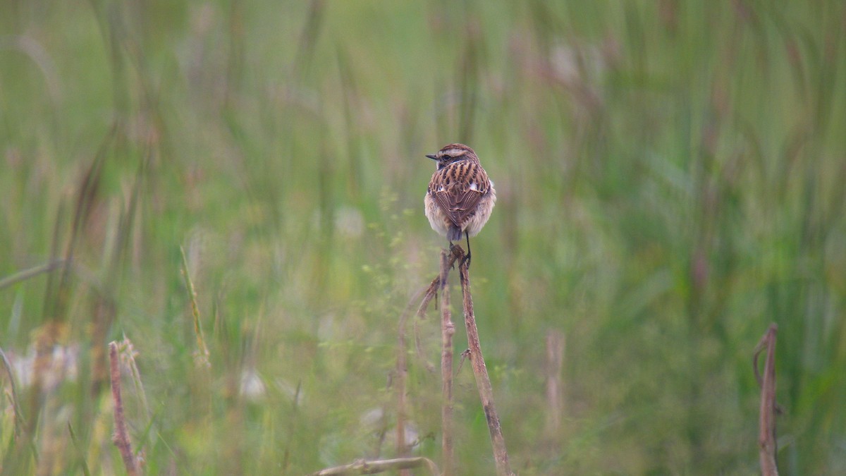 Whinchat - ML646805311