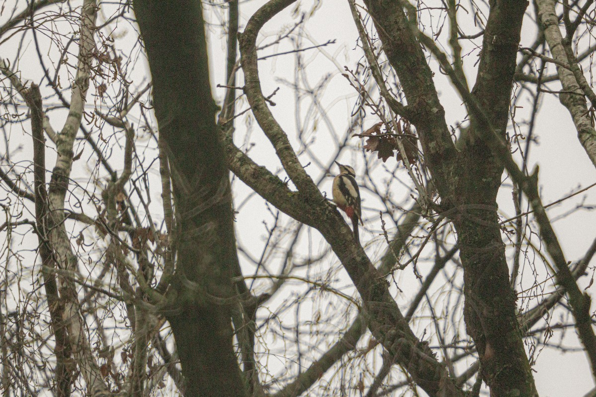 Great Spotted Woodpecker (Great Spotted) - ML646805313