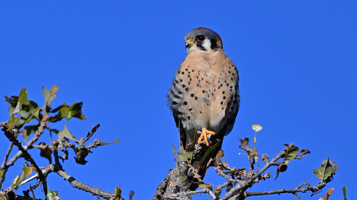 American Kestrel - ML646805316