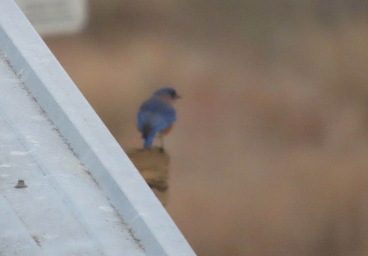 Eastern Bluebird - ML646805317