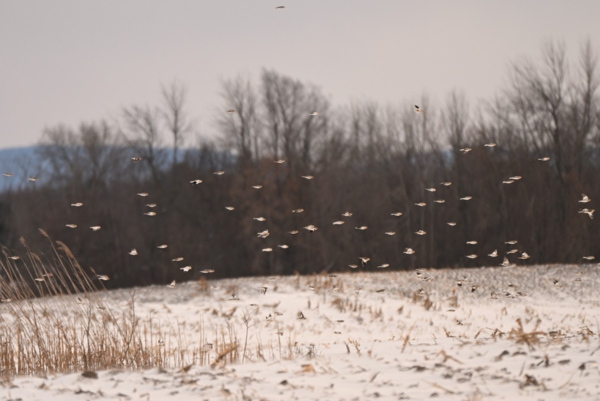 Snow Bunting - ML646805318
