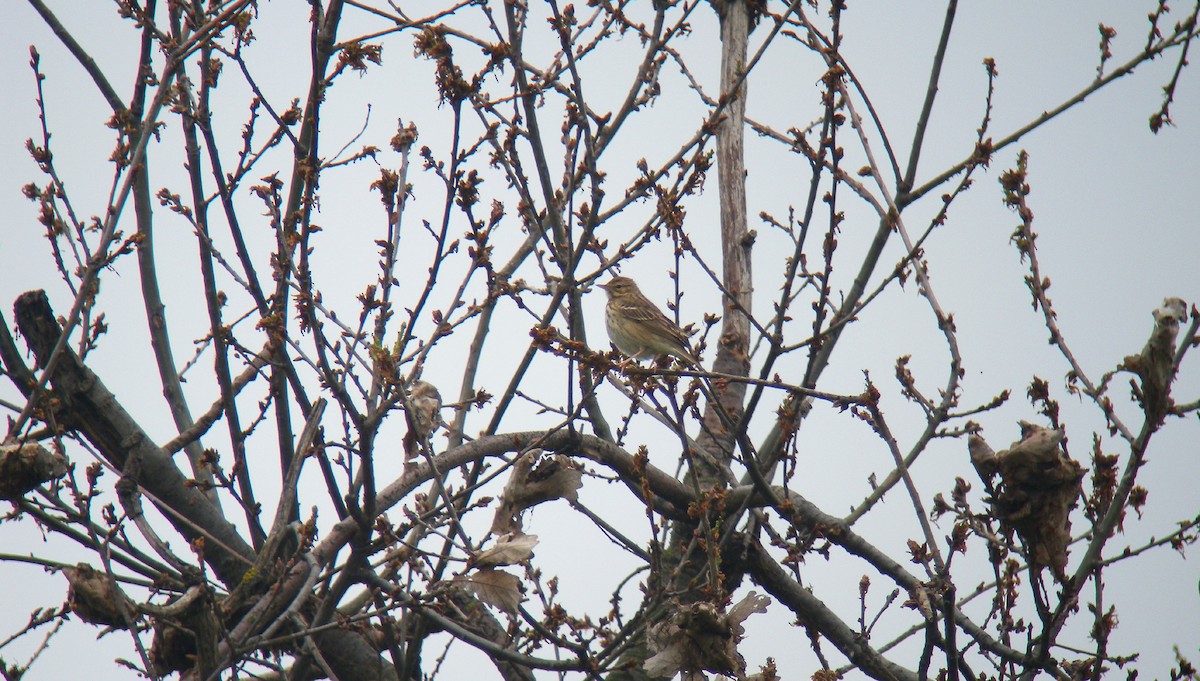 Tree Pipit - ML646805319