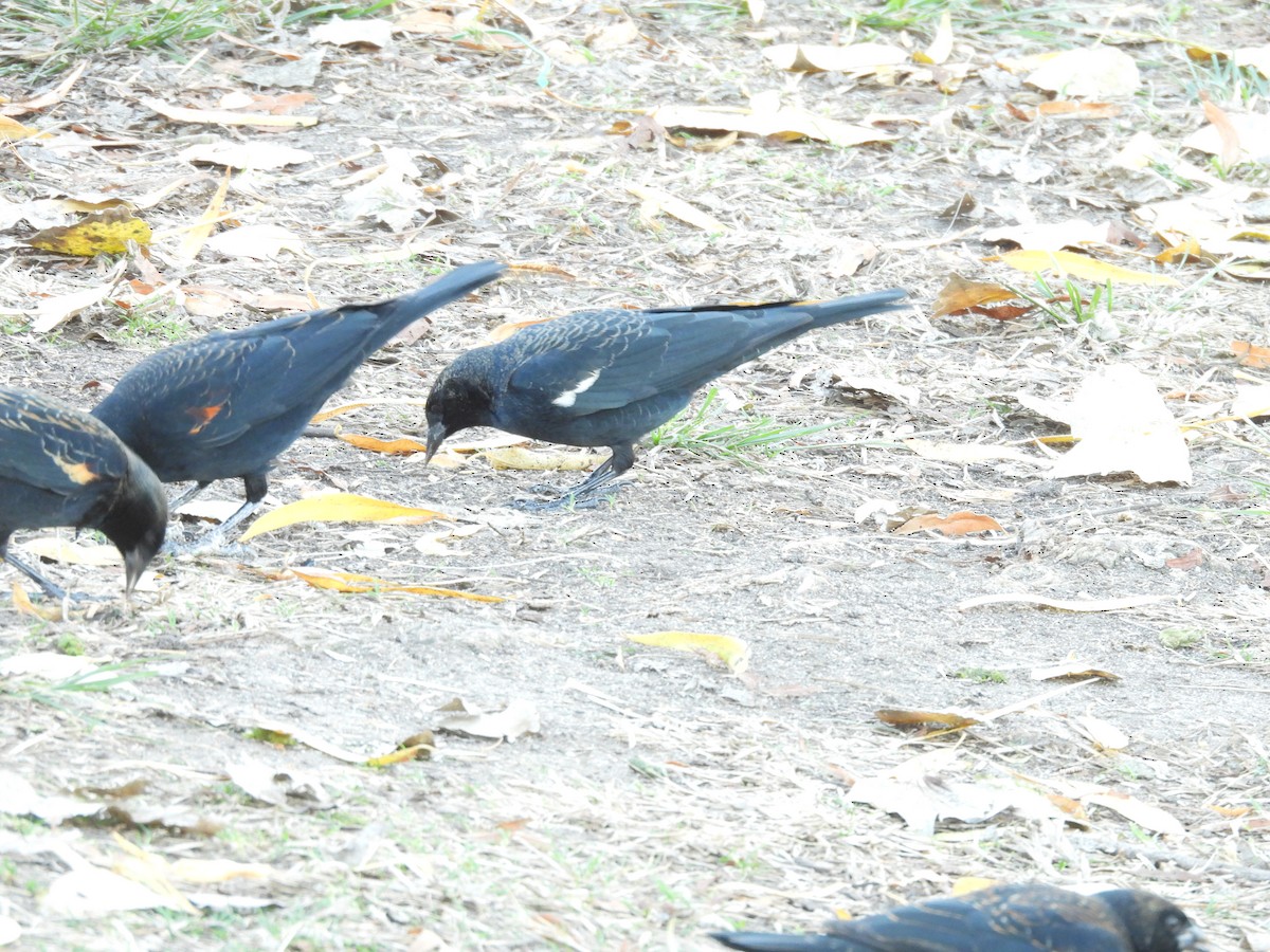Tricolored Blackbird - ML646805320
