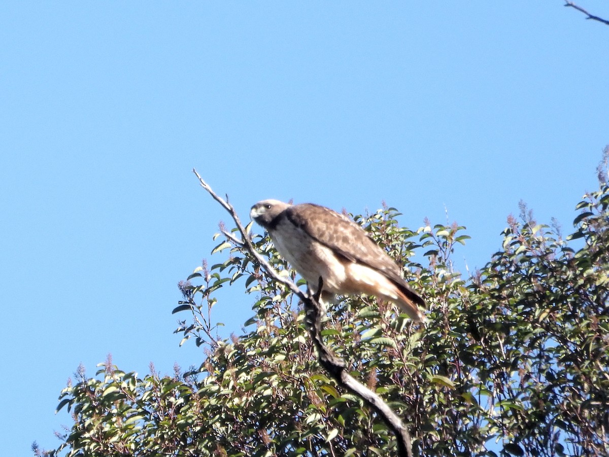 Red-tailed Hawk - ML646805321