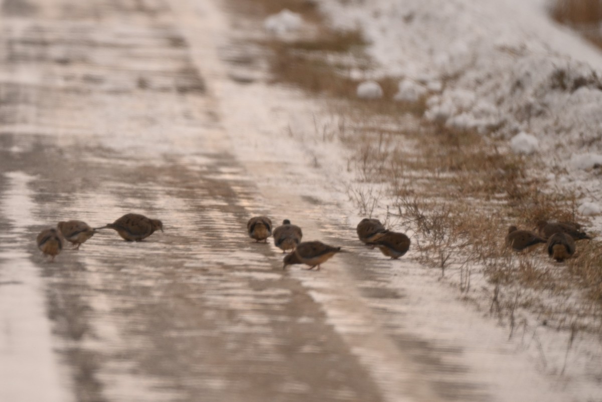 Mourning Dove - ML646805322