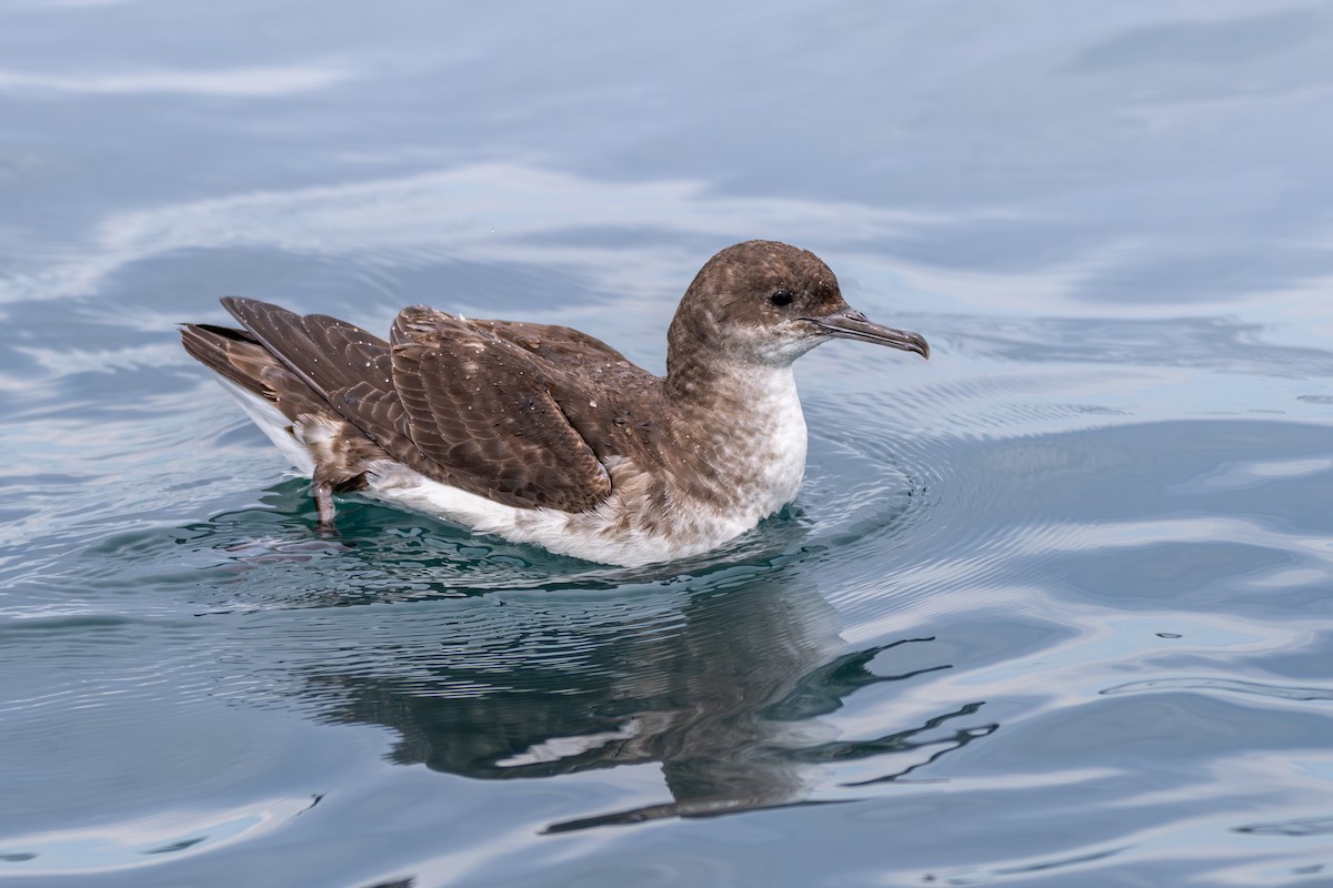 Fluttering Shearwater - ML646805323