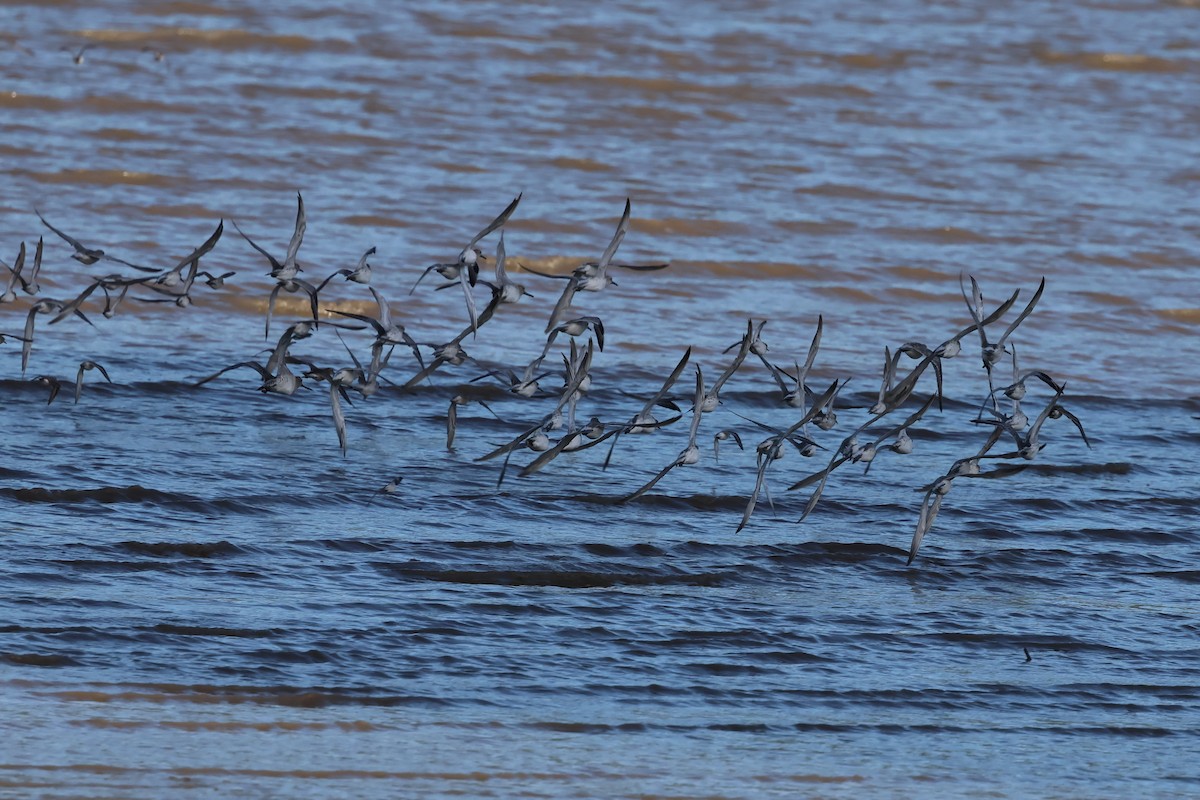 Great Knot - ML646805324