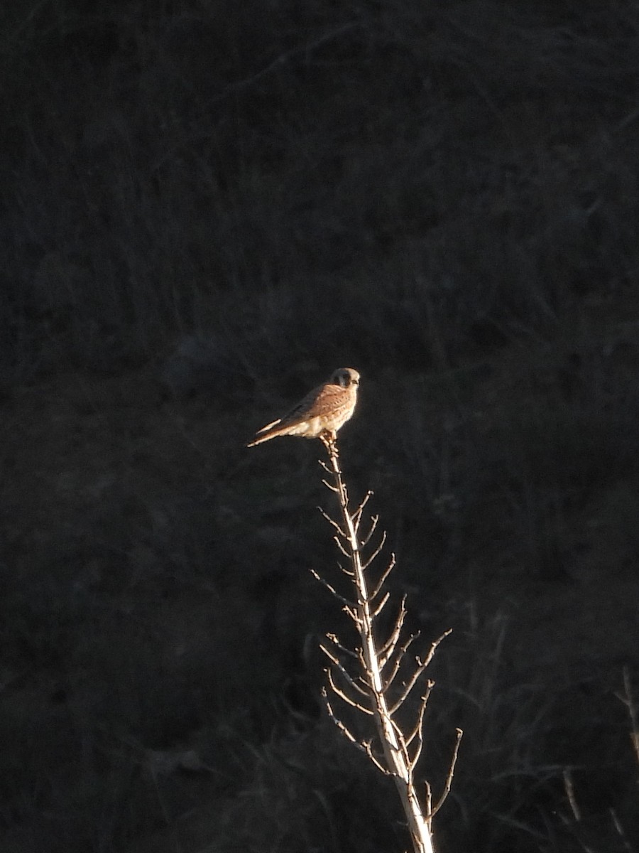 American Kestrel - ML646805325