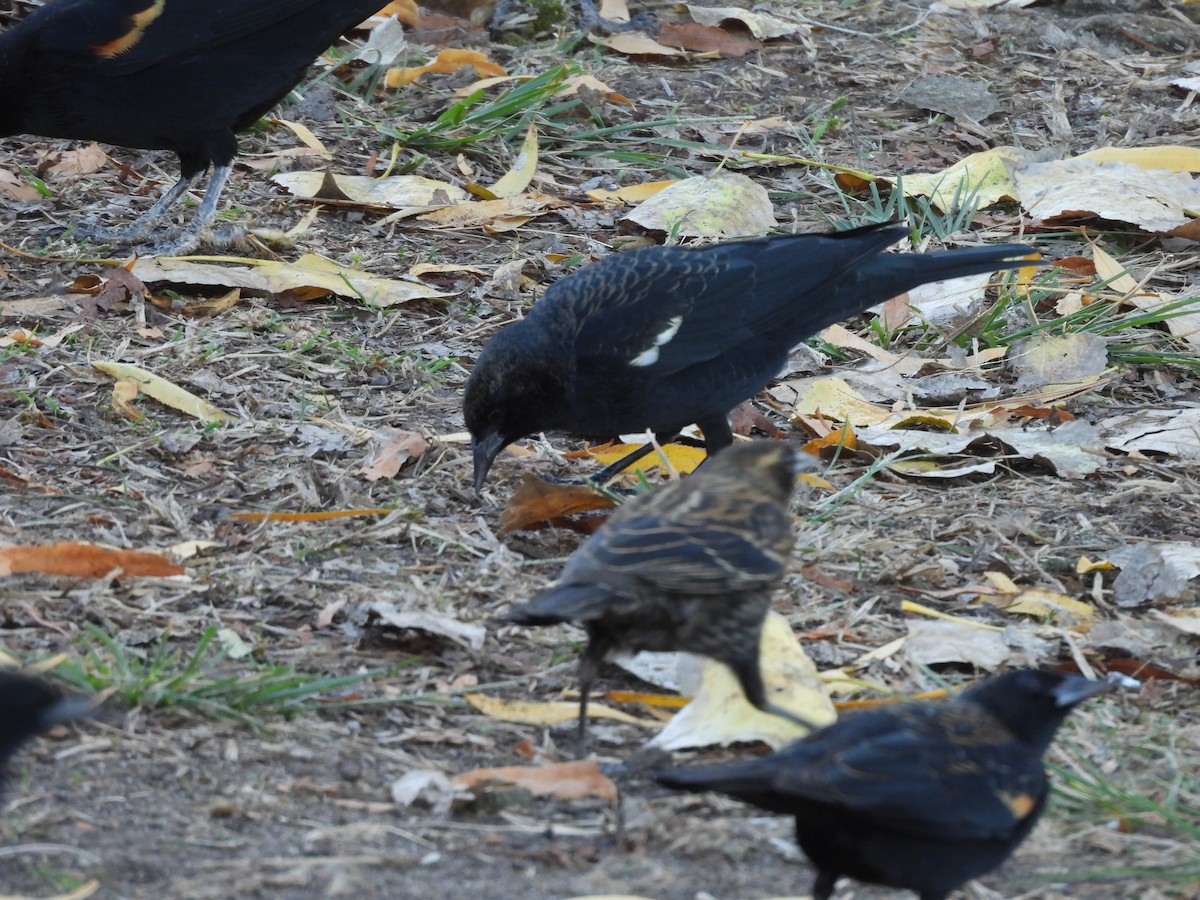Tricolored Blackbird - ML646805326