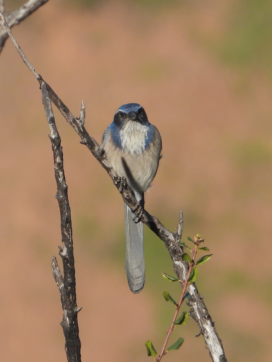 California Scrub-Jay - ML646805327