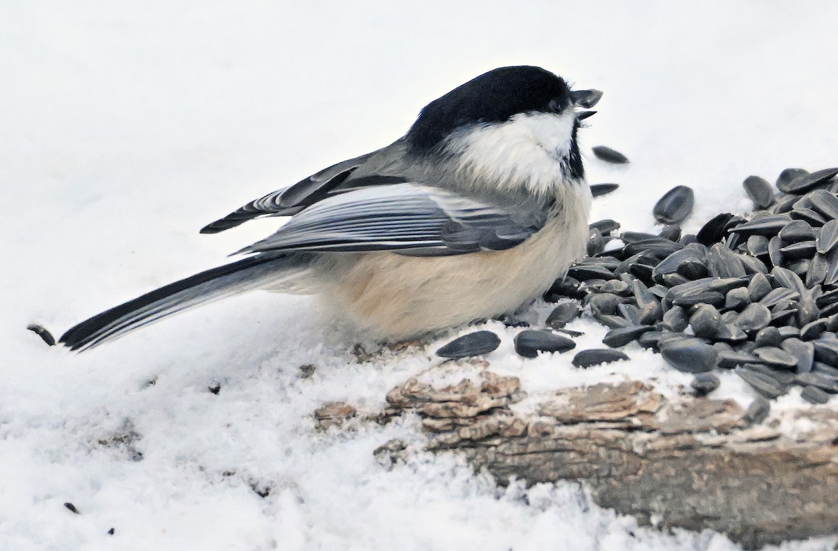 Black-capped Chickadee - ML646805329