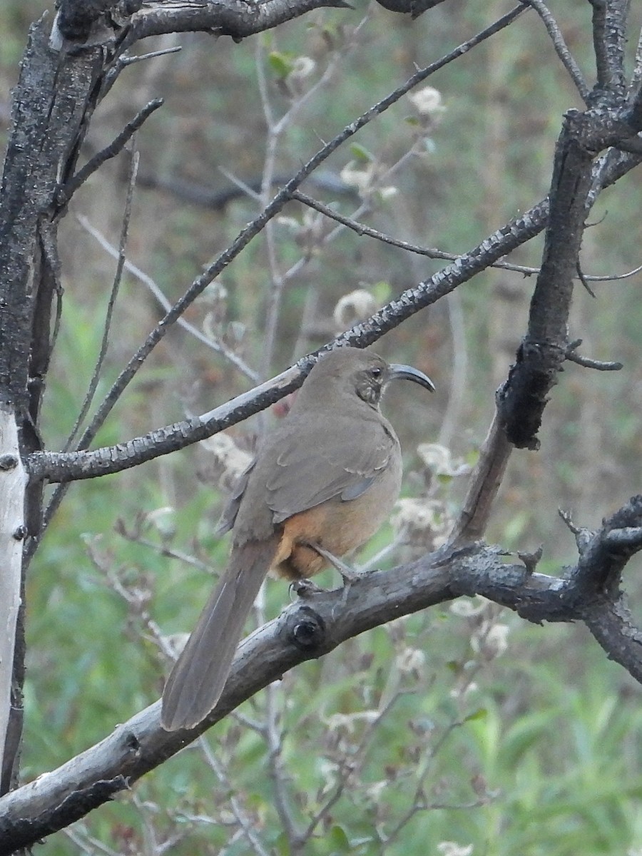 California Thrasher - ML646805330