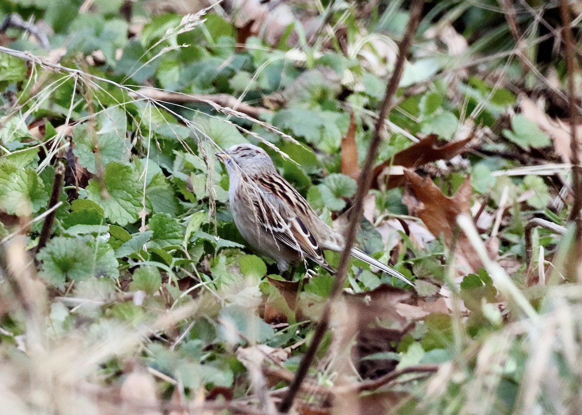 American Tree Sparrow - ML646805331