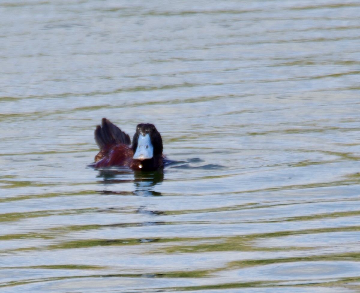 Andean Duck - ML646805332