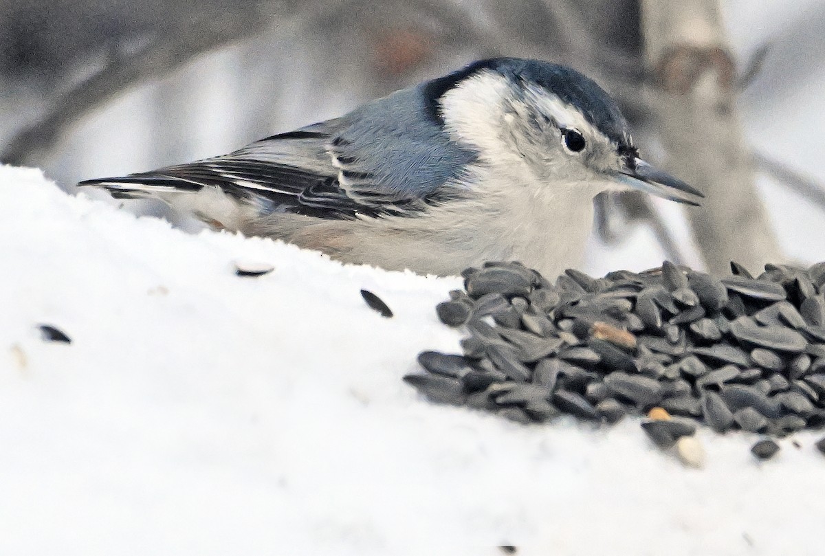 White-breasted Nuthatch - ML646805333