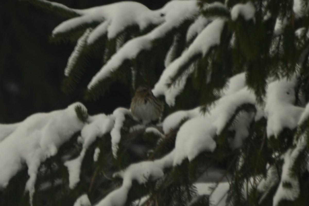 Song Sparrow - ML646805334