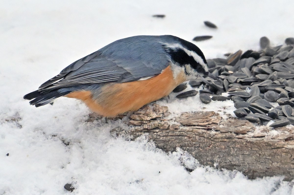 Red-breasted Nuthatch - ML646805336