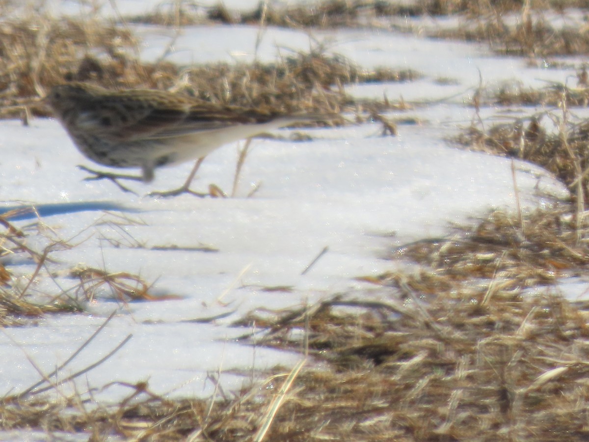 Украшенный подорожник - ML646805337