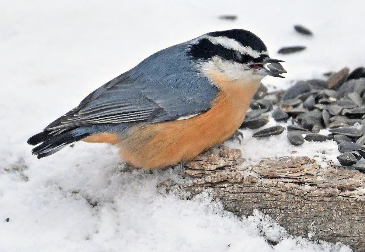 Red-breasted Nuthatch - ML646805338