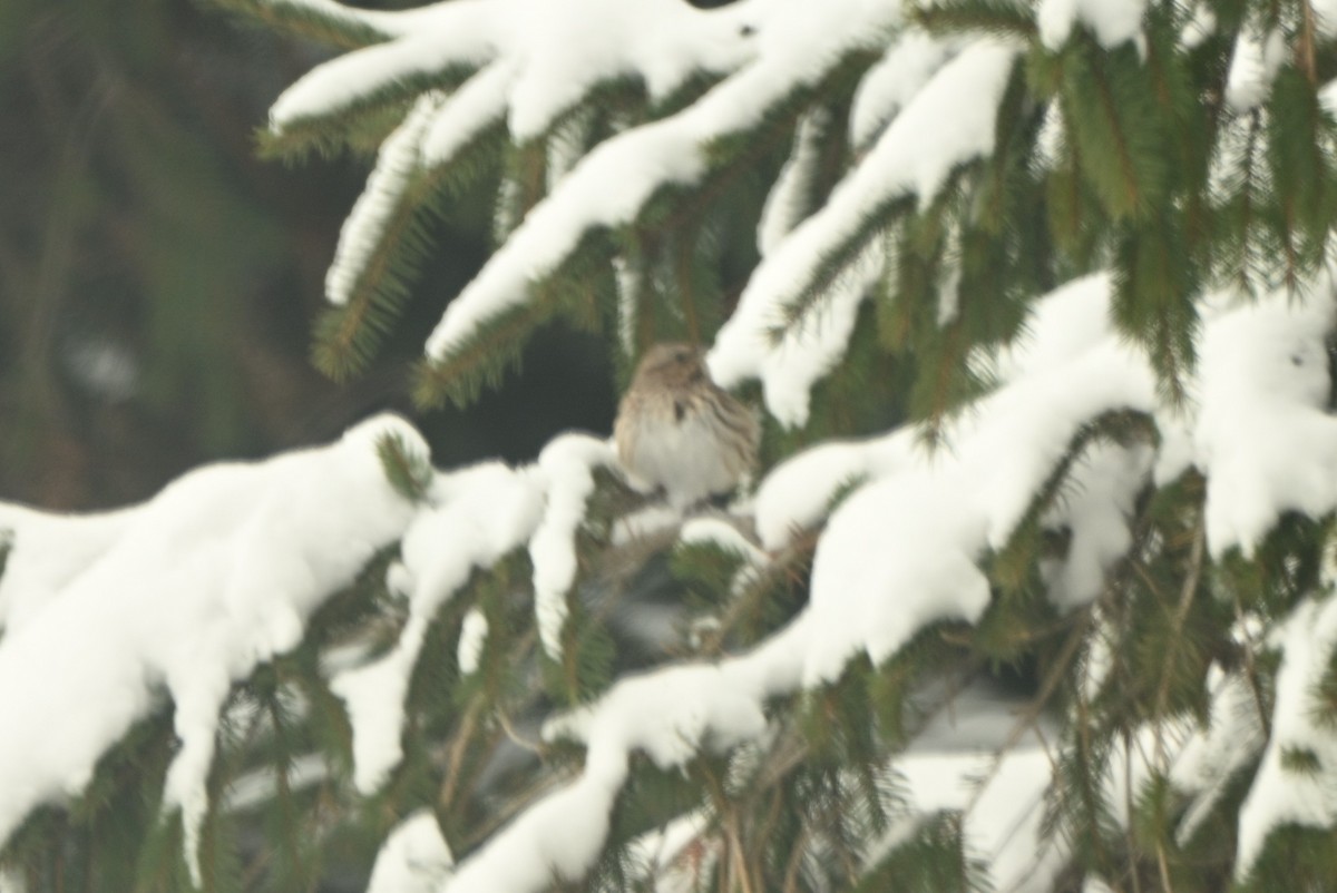 גיבתונית רוננת - ML646805339