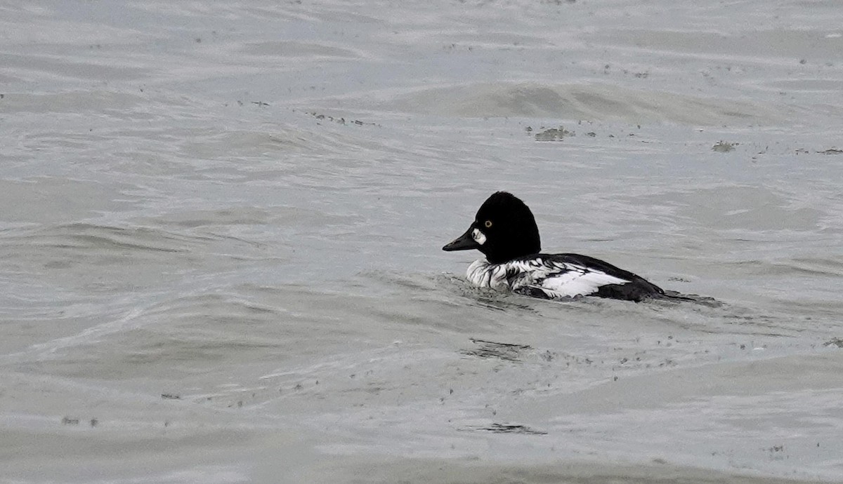 Гоголь - ML646805344