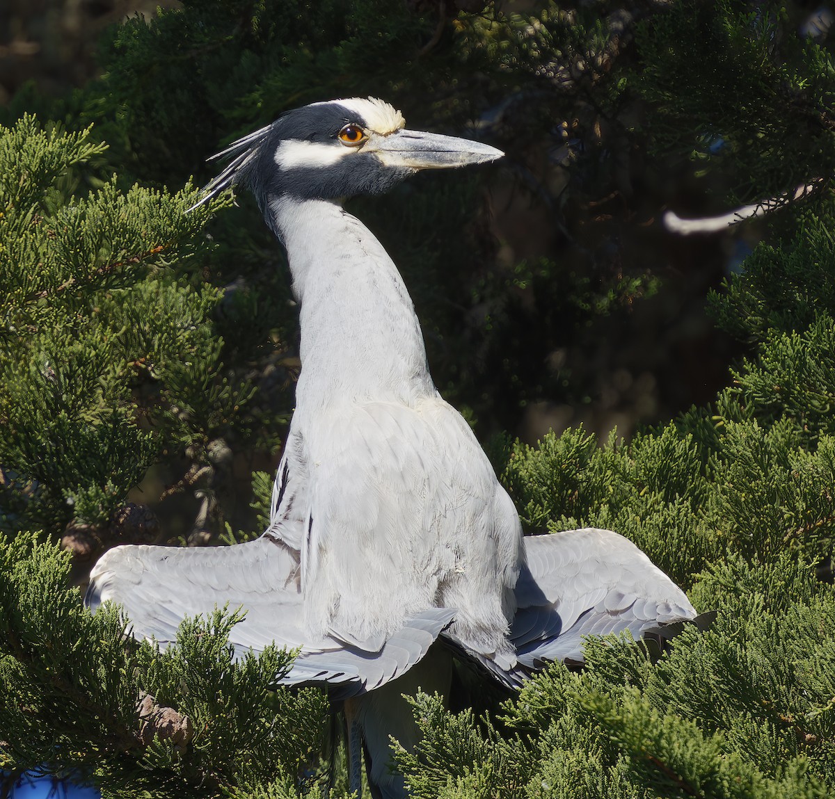 Yellow-crowned Night Heron - ML646805346