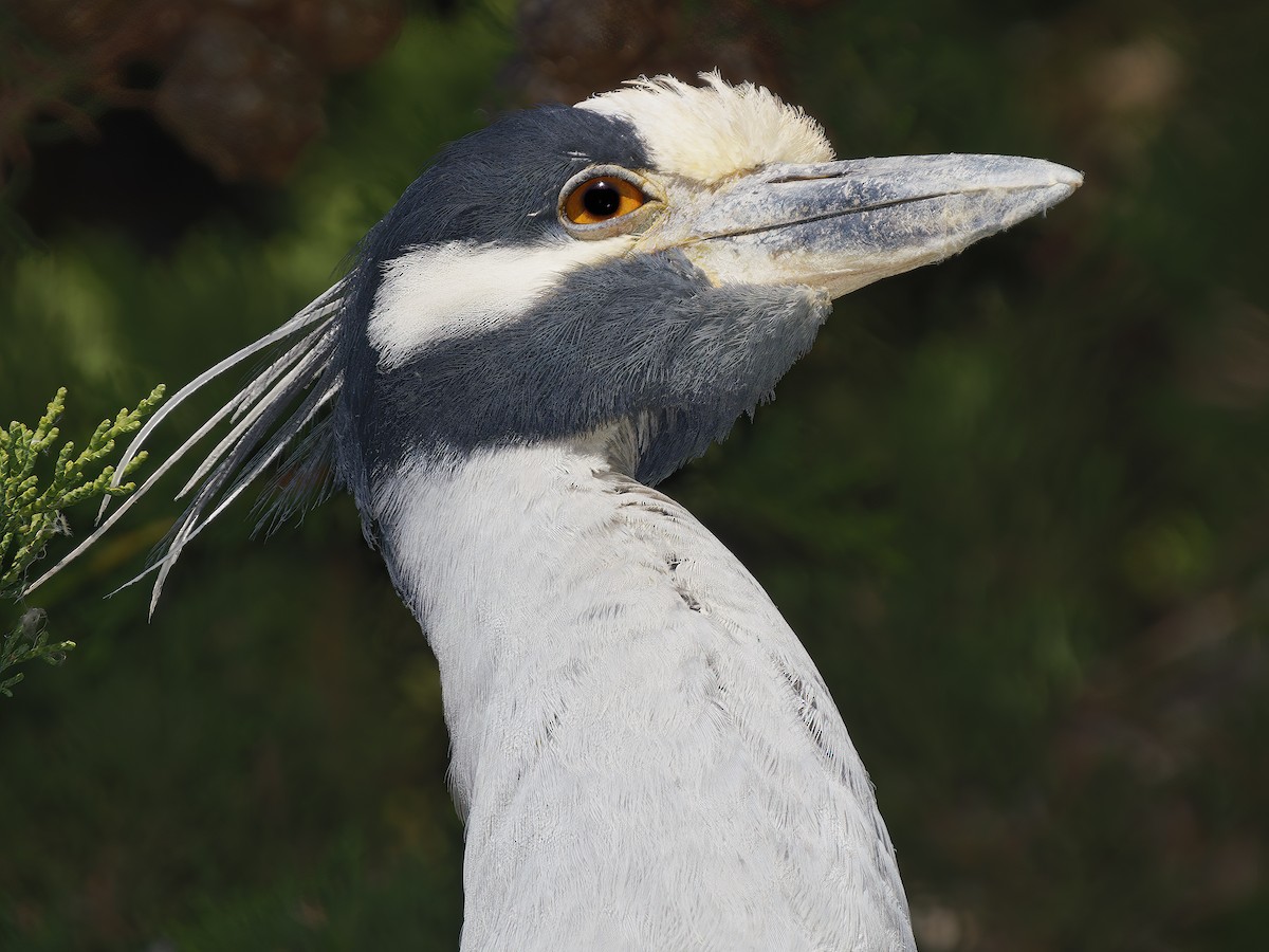 Yellow-crowned Night Heron - ML646805347