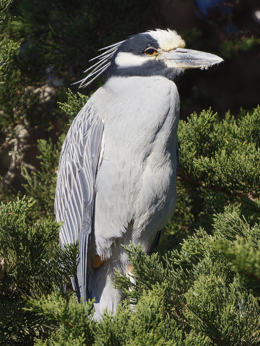 Yellow-crowned Night Heron - ML646805348
