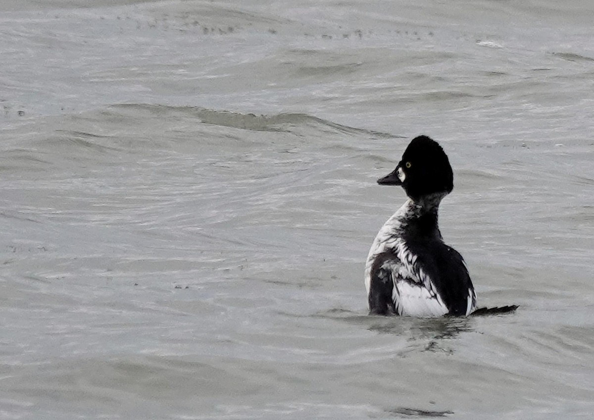 Гоголь - ML646805350