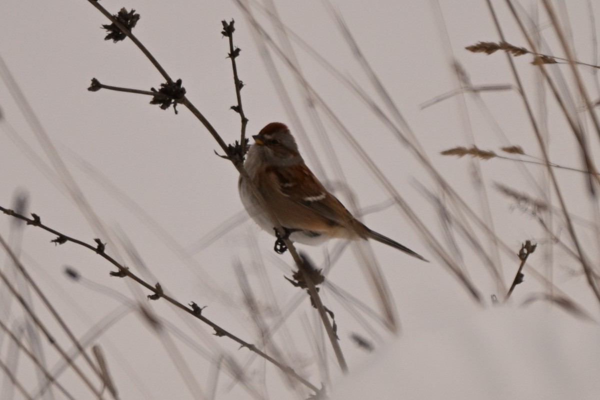 American Tree Sparrow - ML646805351