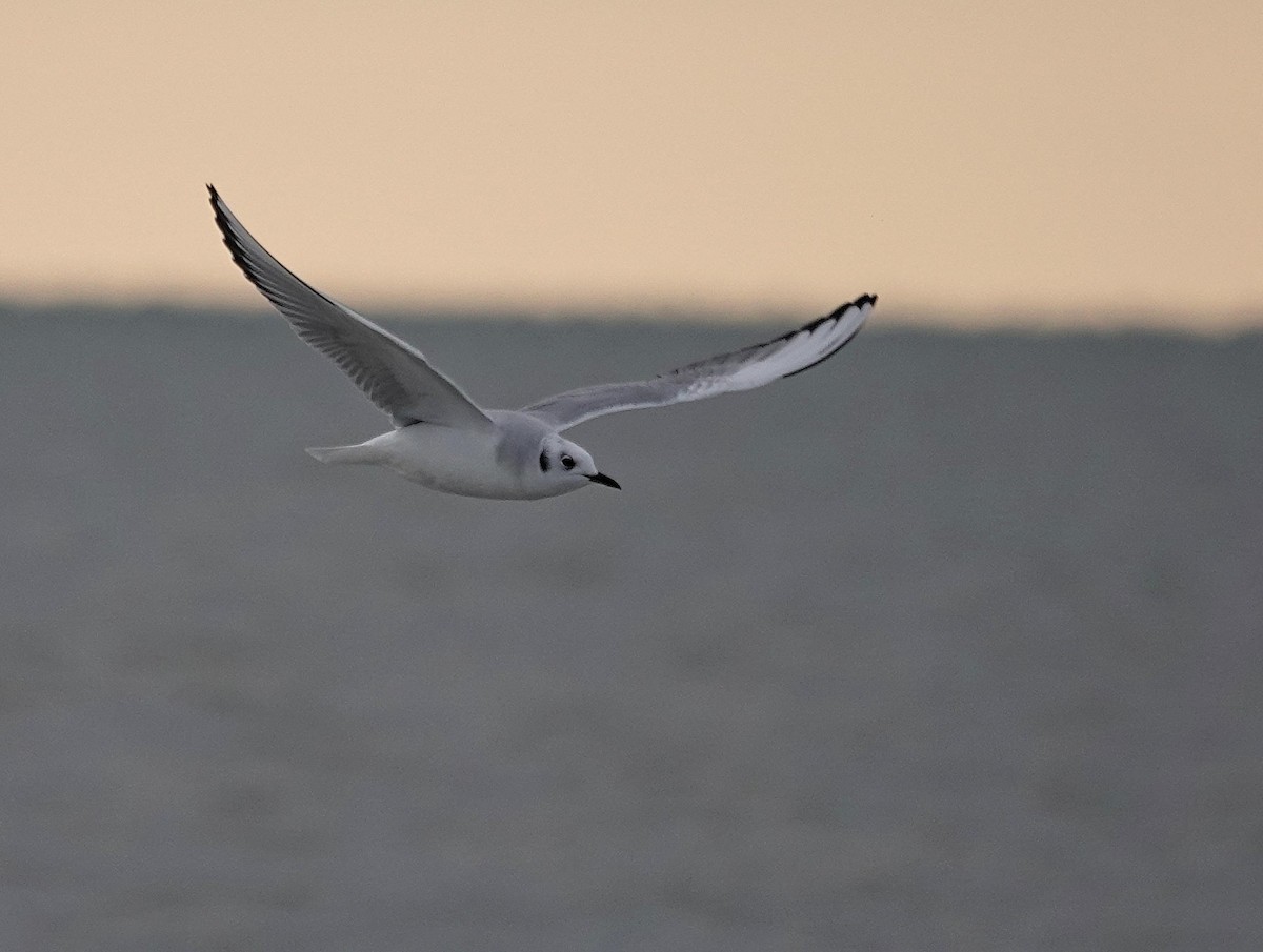 Бонапартова чайка - ML646805356