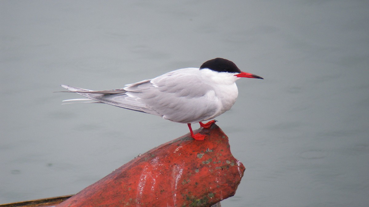Common Tern - ML646805358