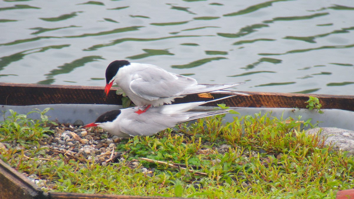 Common Tern - ML646805359