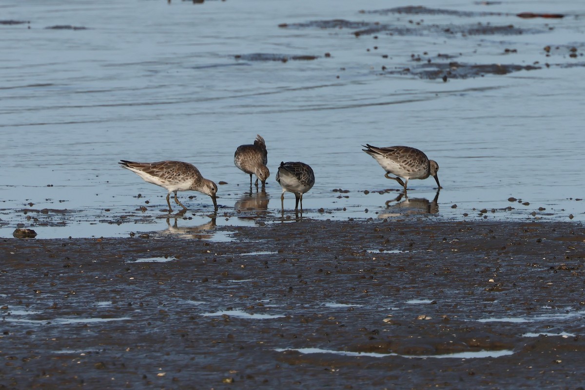 Benekli Kumkuşu - ML646805361