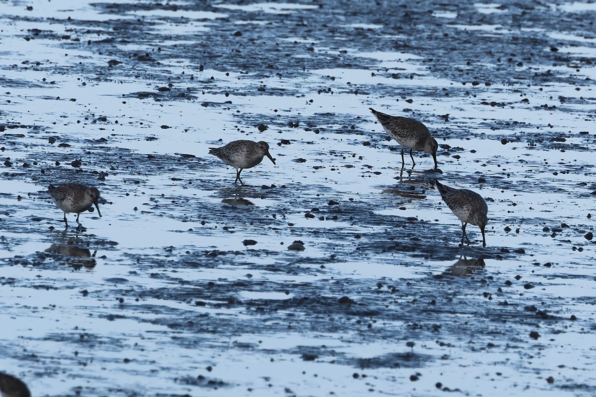 Побережник великий - ML646805362