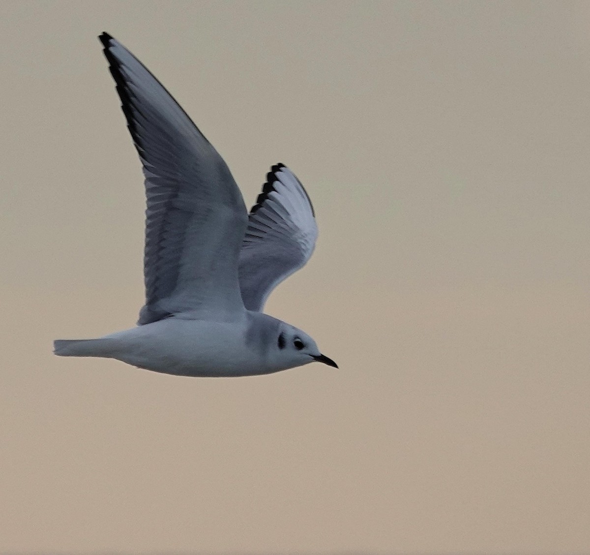 Бонапартова чайка - ML646805363