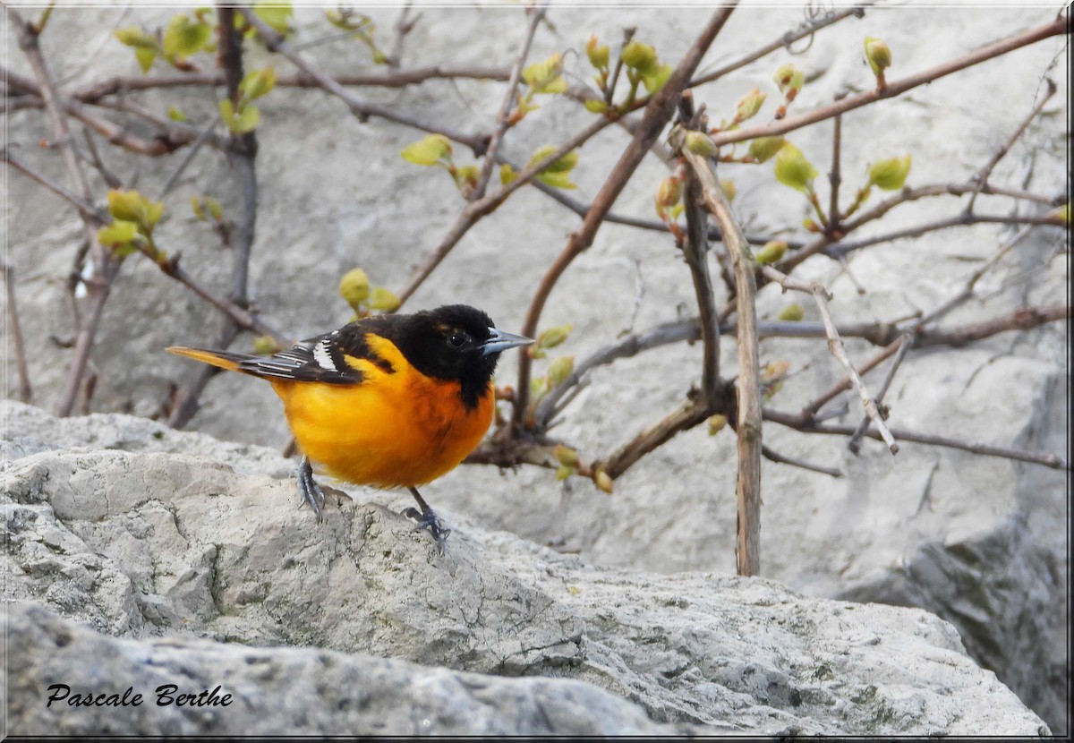 Трупіал балтиморський - ML646805364