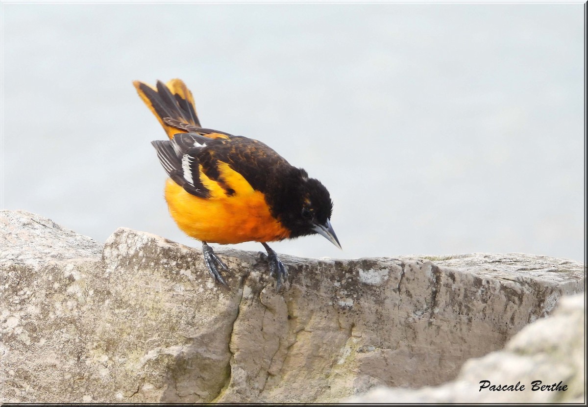 Трупіал балтиморський - ML646805365