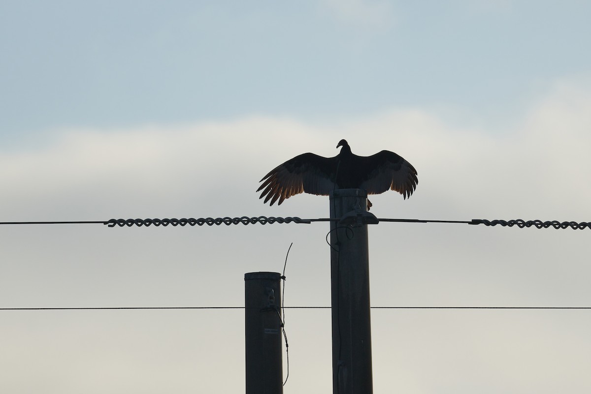 kalkunkondor - ML646805367